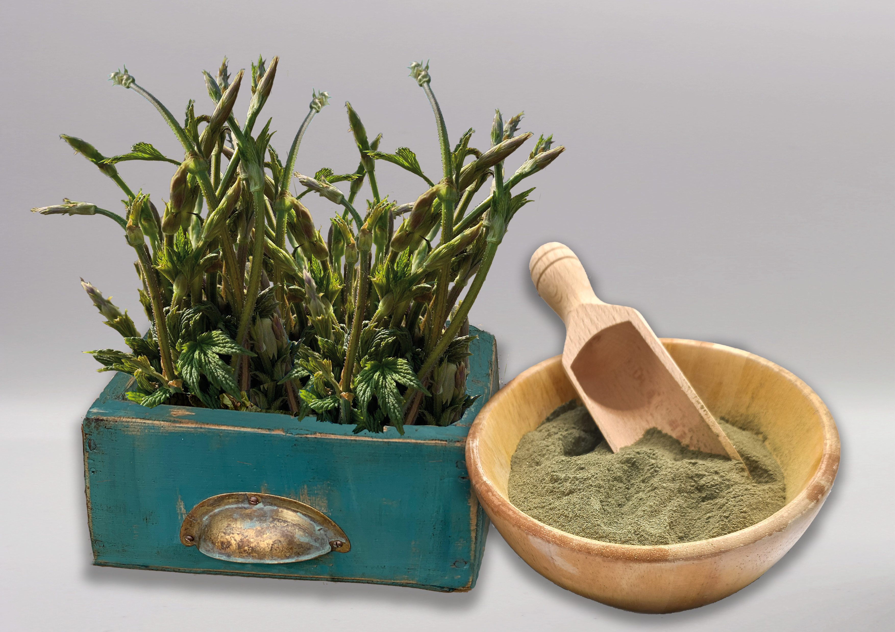 Hop Dust - Farina di germogli di Luppolo BIO